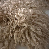 Teeswater (boucles blanches - L)