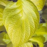 Cornus Alba 'Prairie Fire'