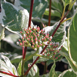 Cornus Alba 'Elegantissima'