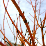 Cornus Sanguinea 'Beauté hivernale'