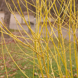 Cornus sericea 'Flaviramea'