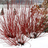 Cornus Sericea Stolonifera 'Arctic Fire'