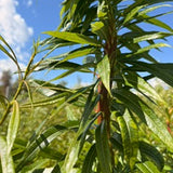 Japanese Fantail Willow (Salix Udensis 'Sekka') - Boutures dormantes