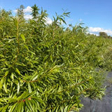 Japanese Fantail Willow (Salix Udensis 'Sekka') - Boutures dormantes