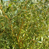 Scarlet Curls Corkscrew Willow– Decorative Branches – Bunch