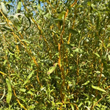 Erethroflexuosa (Salix Sepulcralis Erethroflexuosa) – Boutures dormantes