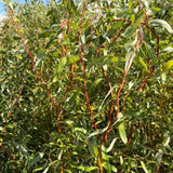 Red Corkscrew Willow – Decorative Branches – Bunch