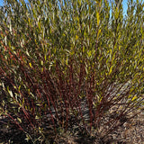 Packing Twine (Salix Purpurea) - Dormant Rods|244-305cm (8-10FT)- Farm Pickup