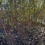 X Americana (Salix Purpurea) - Dormant cuttings