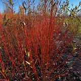 Hutchinson Yellow (Salix Fragilis) - Dormant Rods|244-305cm (8-10FT)-Farm Pickup
