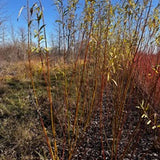 SX64 (Salix Miyabeana) - Tiges/perches de saule dormantes