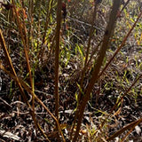 Viminalis- Common Osier (Salix Viminalis) - Dormant Cuttings
