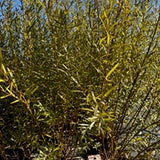 Salix Koriyanagi Rubikins - Boutures dormantes