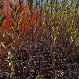 Koch Brown (Salix purpurea) - Dormant Cuttings