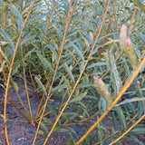 Salix 'Aquatica Gigantea Korso' - Boutures dormantes