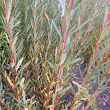 Saule pourpre (Salix purpurea) - Boutures dormantes