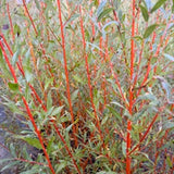Britzensis (Salix Alba) - Boutures dormantes
