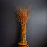 Golden Curls Corkscrew Willow – Decorative Branches- Bunch