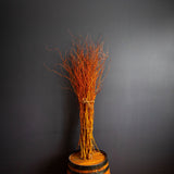 Scarlet Curls Corkscrew Willow– Decorative Branches – Bunch